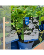 Bambini Sideways bamboe etiketsteker 32 cm naturel