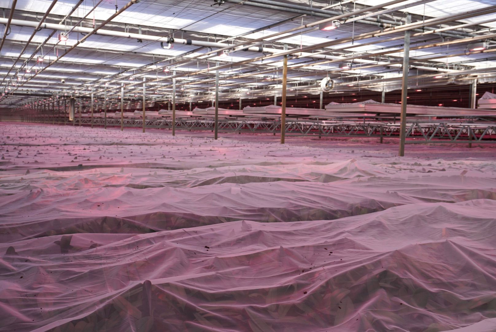 Nieuw potwormengaas biedt bescherming in orchideeënteelt